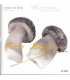 Carnes y postres. Cocina con firma